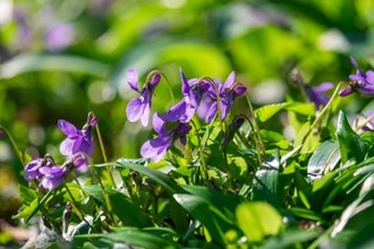 光の中の影、影の中の光とは？
