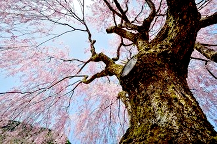 自分の光と影を超え、更にプログラムを超えるとは？